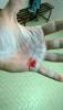 post-1151-0-10162800-1382084249_thumb.jp
