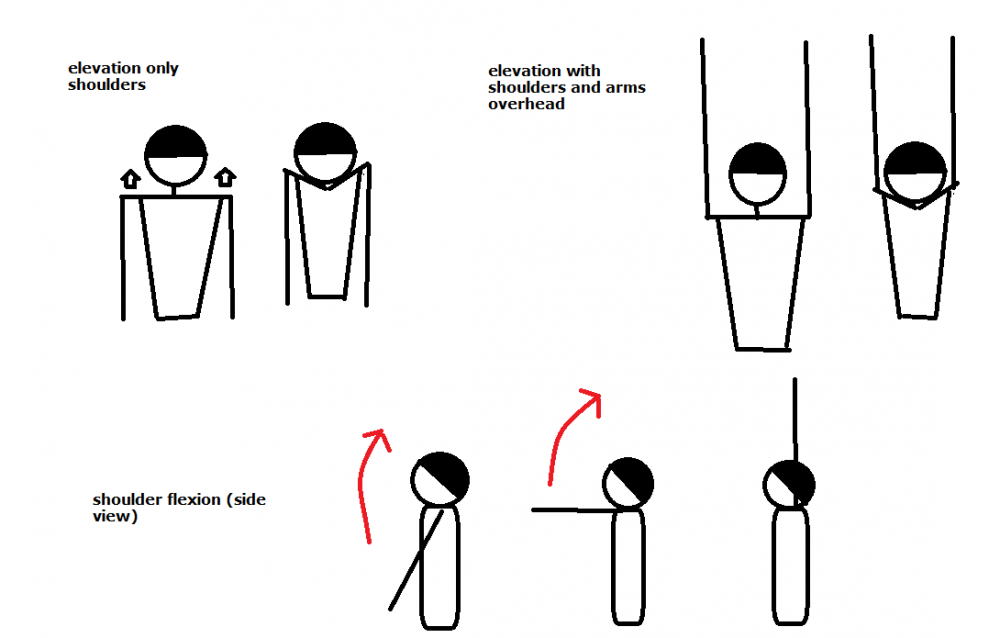 elev e flexion.png