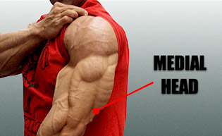 tricep-medial-head.jpg.41ea55590982f21248bcab60196bed7a.jpg
