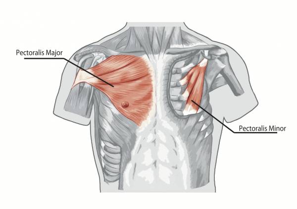 PecMajorMinor.jpg.d7e97b3031cf193f5d449eea4e3fda64.jpg
